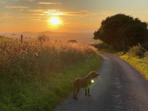 Dog walk at sunset